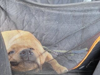 Teddy ligt in een rare houding op zijn hondendeken in de auto