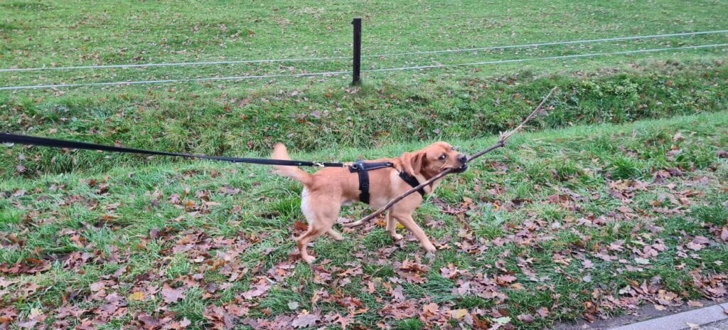 Op deze afbeelding zie je mijn labrador Teddy met een stok in zijn bek lopen
