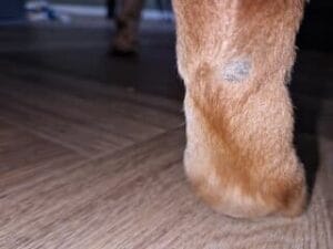 Eelt op de poot van mijn labrador Teddy