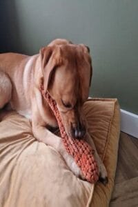 Teddy speelt met zijn dino-knuffel