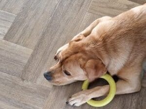 Teddy ligt met een kauwspeeltje op de grond