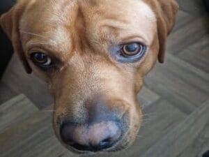 Teddy's neus is wordt langzaam iets lichter van kleur