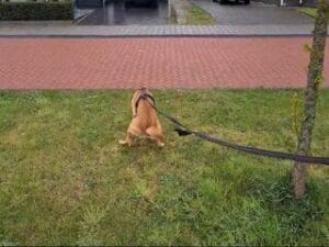 Teddy draait rondjes voor het poepen