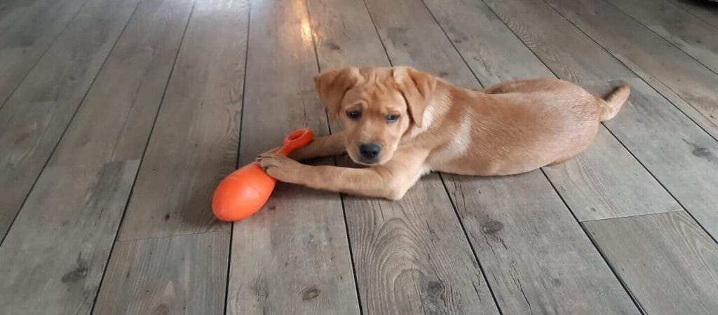 Teddy met zijn mooie, zwarte neusje