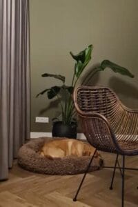 Teddy snurkt in zijn Happysnoots donut hondenmand