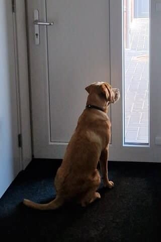 Teddy kijkt door het raampje van de voordeur naar buiten