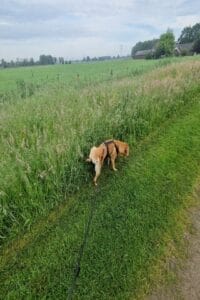 Mijn labrador Teddy markeert tegen het hoge gras