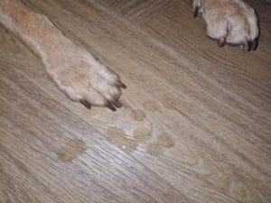 Kwijldruppels van mijn labrador Teddy op de grond