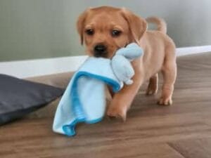 Teddy met zijn allereerste knuffel