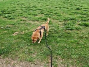 Teddy aan het snuffelen tijdens het wandelen