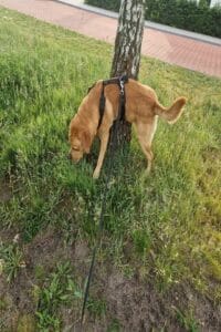 Mijn labrador Teddy plast tegen een boom