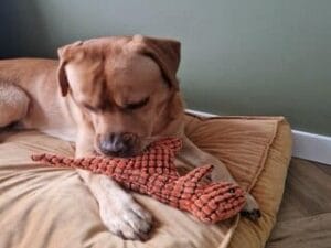 Mijn labrador Teddy met zijn dino-knuffel op zijn kussen