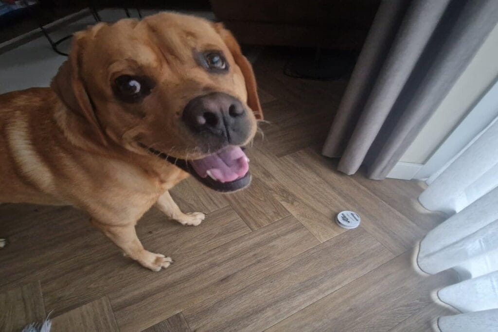 Op deze afbeelding zie je Teddy bij een mierenlokdoosje staan