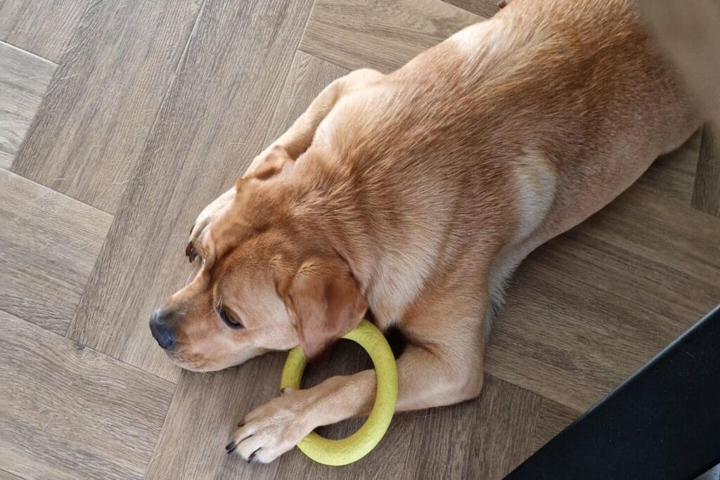 Op deze afbeelding ligt Teddy op de grond met zijn rubberen speelgoedring om zijn poot