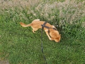 Mijn labrador Teddy tilt zijn poot op om tegen het hoge gras te plassen