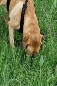 Teddy met zijn snuit in het hoge gras