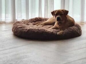 De mand van mijn labrador Teddy