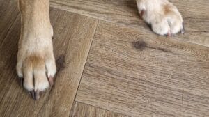 Op deze afbeelding zie je de nagels van mijn labrador, moet ik ze knippen?