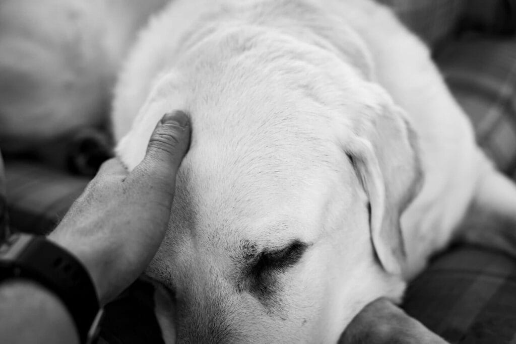 Op deze afbeelding zie je een overleden labrador