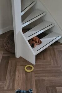 Op deze afbeelding zie je Teddy met zijn kop op de onderste trede van de trap liggen