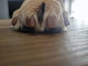 Een foto van Teddy's poot waarop je ook zijn nagels ziet