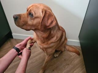 Hier zie je hoe ik de nagels van mijn labrador Teddy knip
