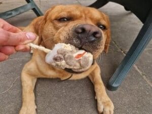 Teddy geniet van een ijsje dat ik zelf voor hem gemaakt heb