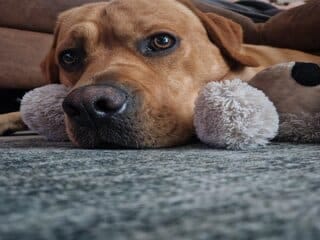 Teddy ligt op zijn knuffel