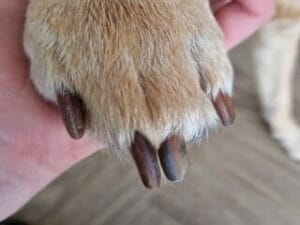 Op deze afbeelding zie je dat ik de poot van mijn labrador vast heb om zijn nagels te knippen