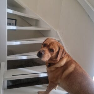 Labrador Teddy kijkt naar een open trap in huis