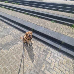 Teddy oefent rustig met traplopen bij een brede buitentrap