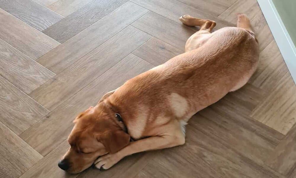 Op deze afbeelding zie je Teddy uitgeteld op de grond liggen