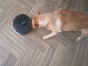 Teddy met mijn robotstofzuiger