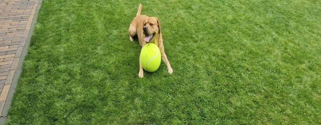 Mijn labrador Teddy is lekker in de tuin aan het spelen met zijn grote tennisbal