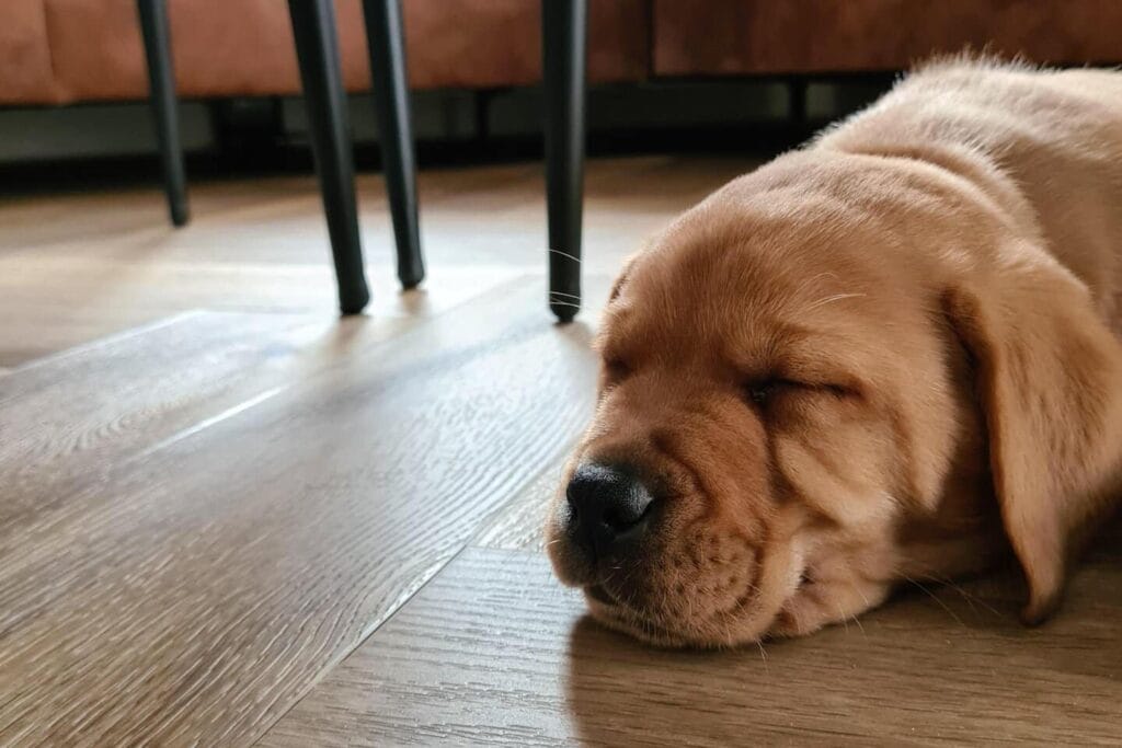 Op deze afbeelding zie je mijn labrador Teddy, die niet lactose intolerant is