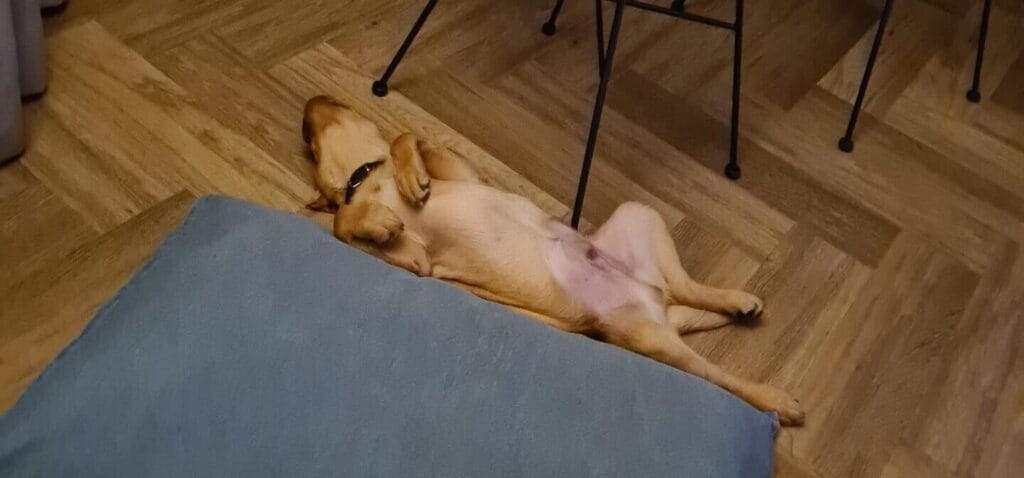 Op deze afbeelding zie je mijn labrador die op zijn rug ligt