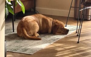 Teddy slaapt op het vloerkleed