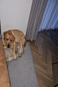 Op deze afbeelding zie je Teddy met een kussen op zijn kussen liggen