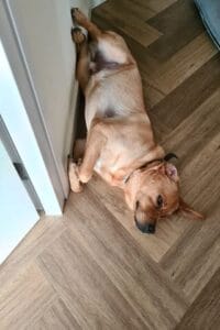 Op deze afbeelding zie je Teddy op zijn rug liggen