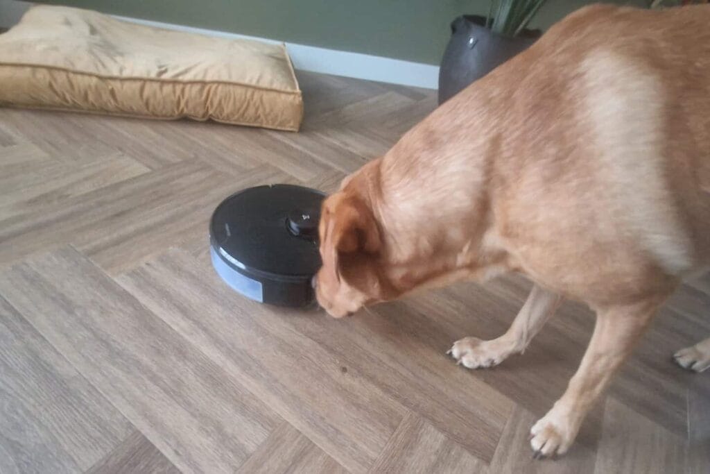 Op deze afbeelding zie je mijn labrador bang zijn voor een stofzuiger