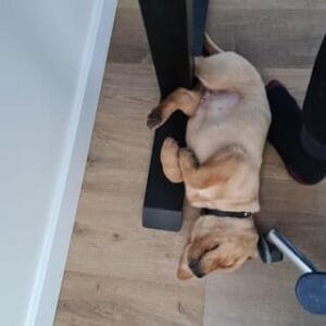 Teddy ligt bij mij op kantoor aan mijn voeten op zijn rug