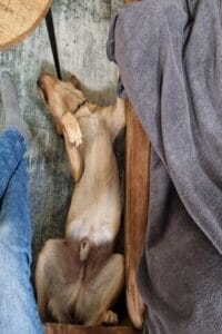 Mijn labrador Teddy slaapt op zijn rug