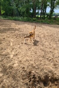 Teddy met een stok in zijn bek in het speelbos