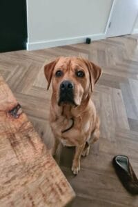 Teddy zit naast de tafel en kijkt mij vragend aan