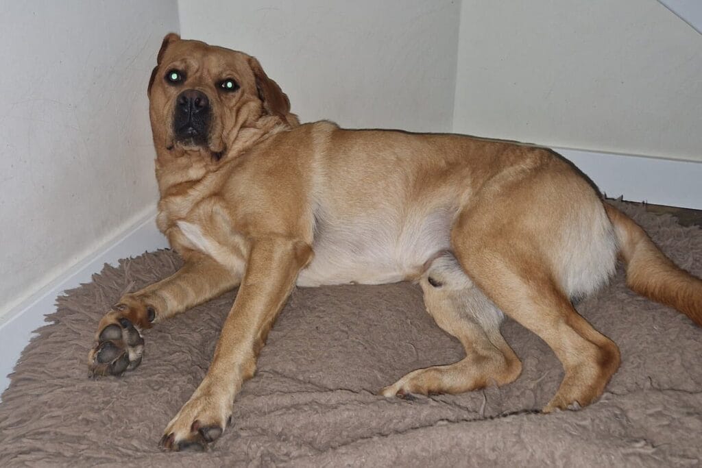 Op deze afbeelding zie je mijn labrador Teddy gek in zijn mand liggen