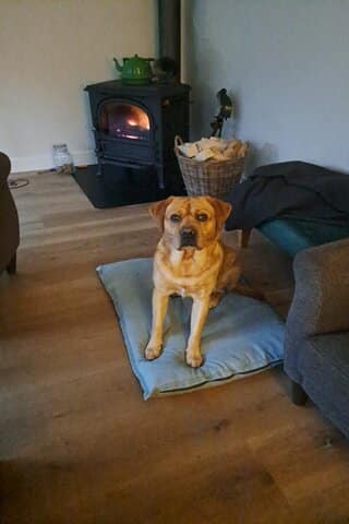Mijn labrador Teddy logeert bij mijn vader en heeft geen last van heimwee