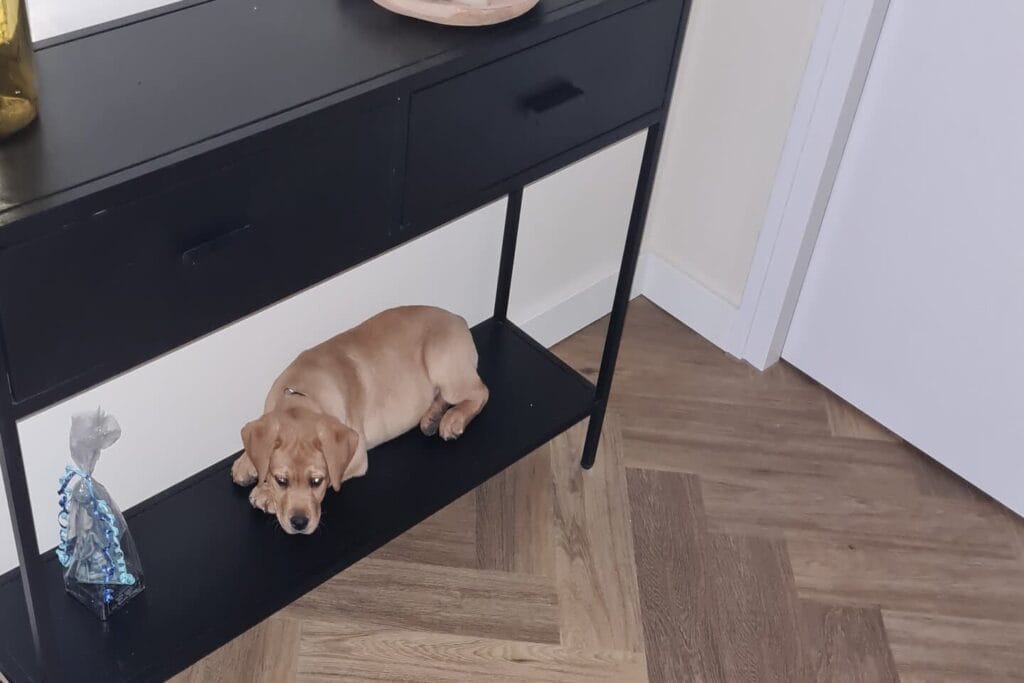 Mijn labrador Teddy heeft gelukkig geen heimwee