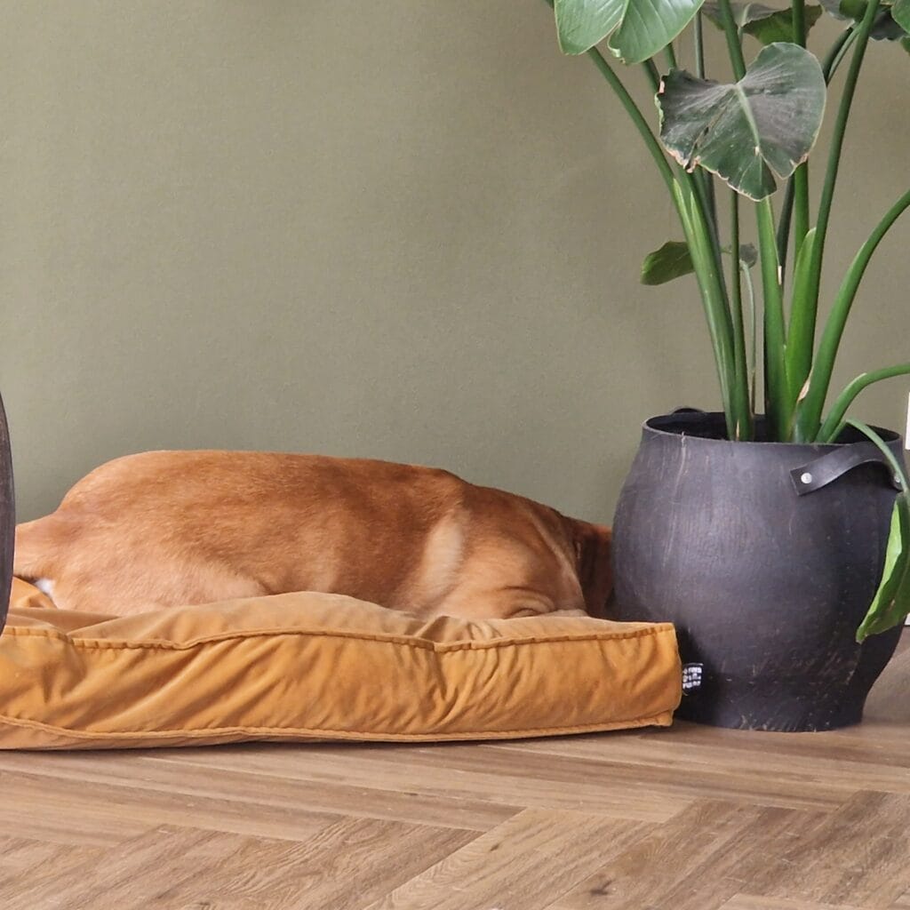 Labrador chemisch castreren