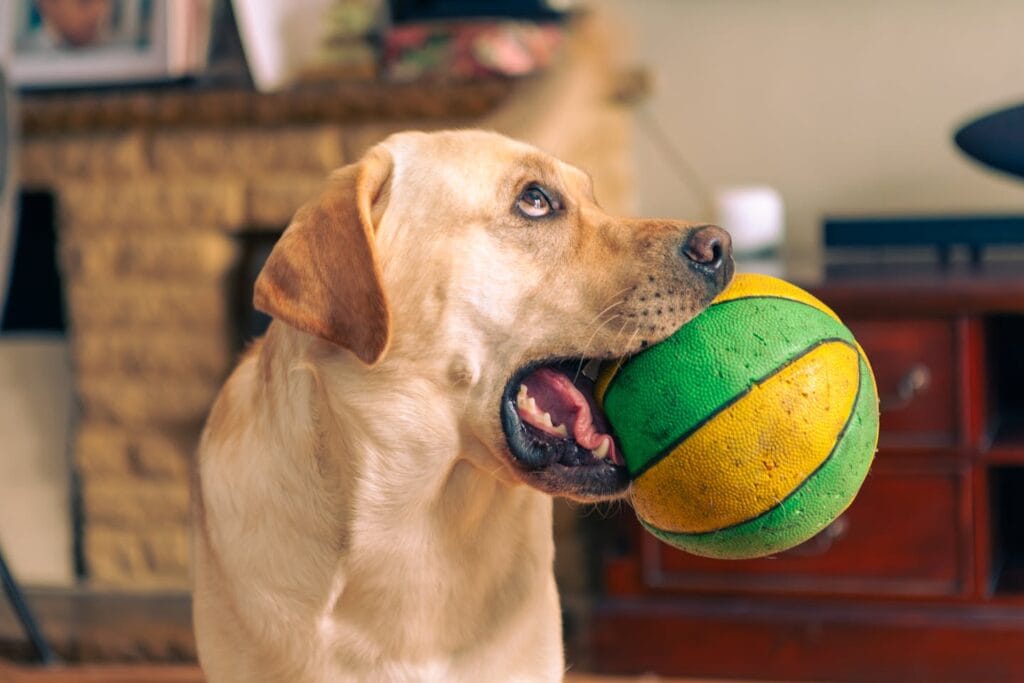 Gebit labrador verzorgen zonder tanden te poetsen