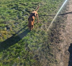 Hier ben ik Teddy aan het uitlaten met een riem en tuigje